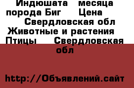 Индюшата 2 месяца порода Биг-6 › Цена ­ 1 000 - Свердловская обл. Животные и растения » Птицы   . Свердловская обл.